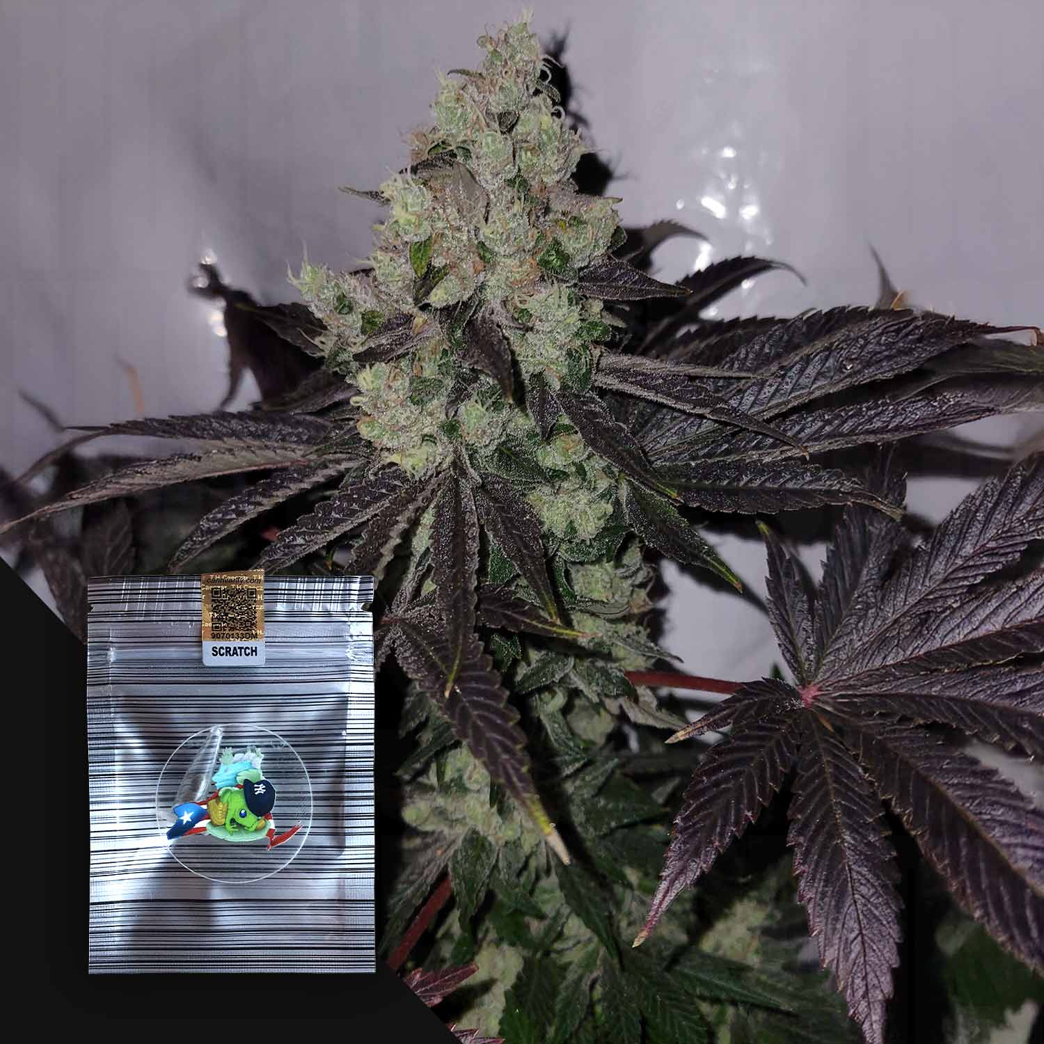 Nahaufnahme von N.Y.Ceeds Sour Spritzer: dunkle Cannabisblätter, dichte Knospen und ein kleiner durchsichtiger Beutel mit einem Aufkleber.