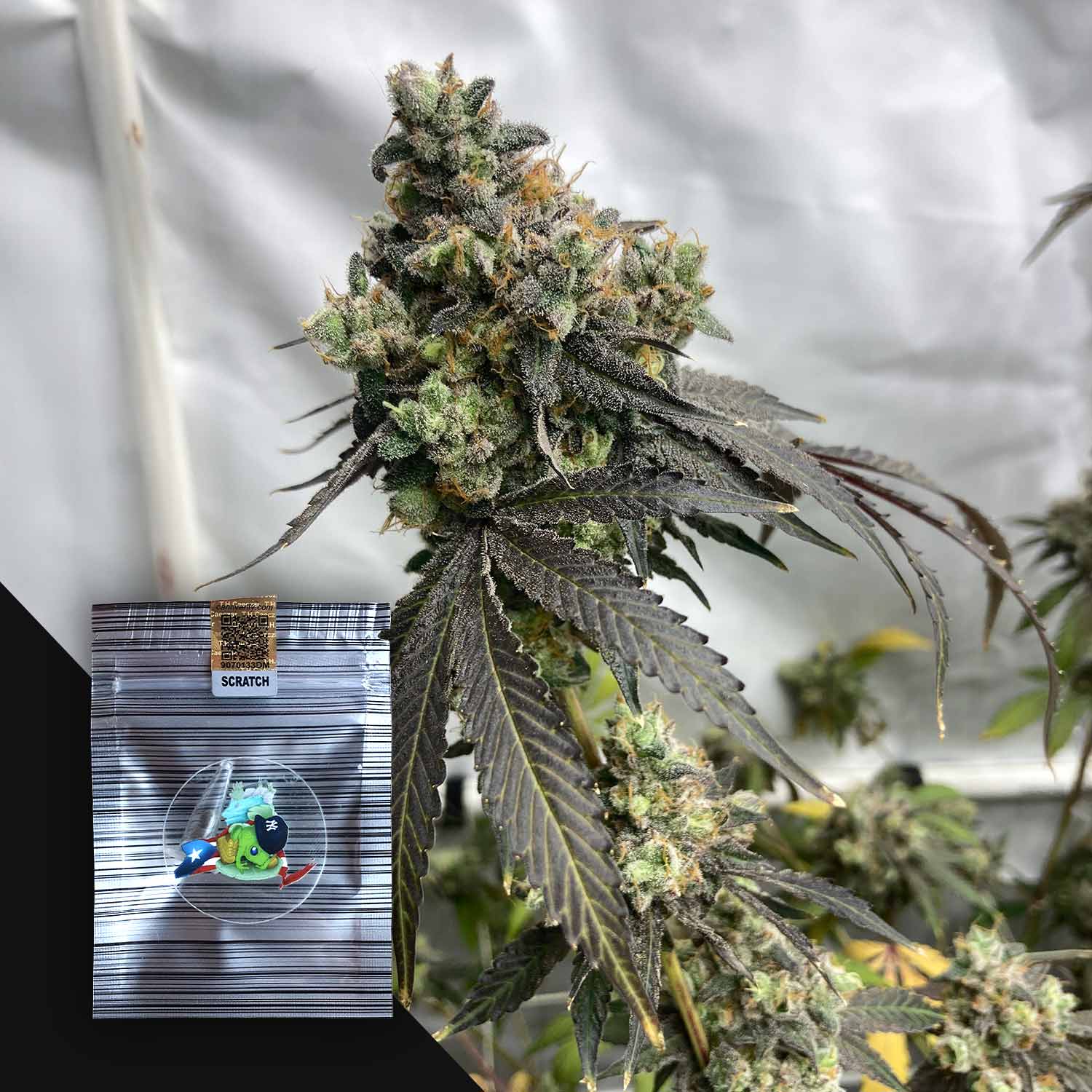 Nahaufnahme von Summertime Zhootout-Knospen von N.Y.Ceeds; in der unteren Ecke ist eine kleine versiegelte Verpackung zu sehen.