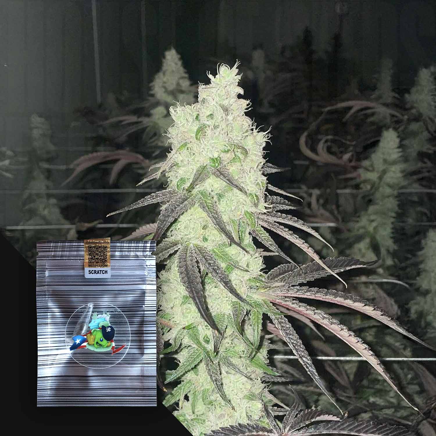 Wild Style von N.Y.Ceeds - frostige Cannabis-Pflanze mit dichten Knospen; gebrandetes Saatgut-Paket in der Ecke.