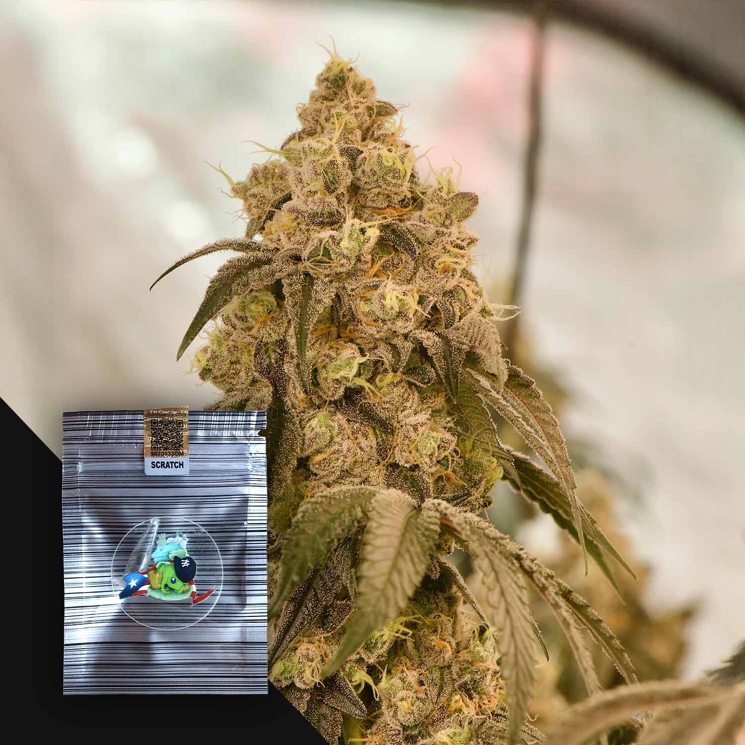 Nahaufnahme einer Cannabispflanze mit einer kleinen, glänzenden Yerrrgurt-Packung von N.Y.Ceeds, die einen Cartoon-Frosch zeigt.