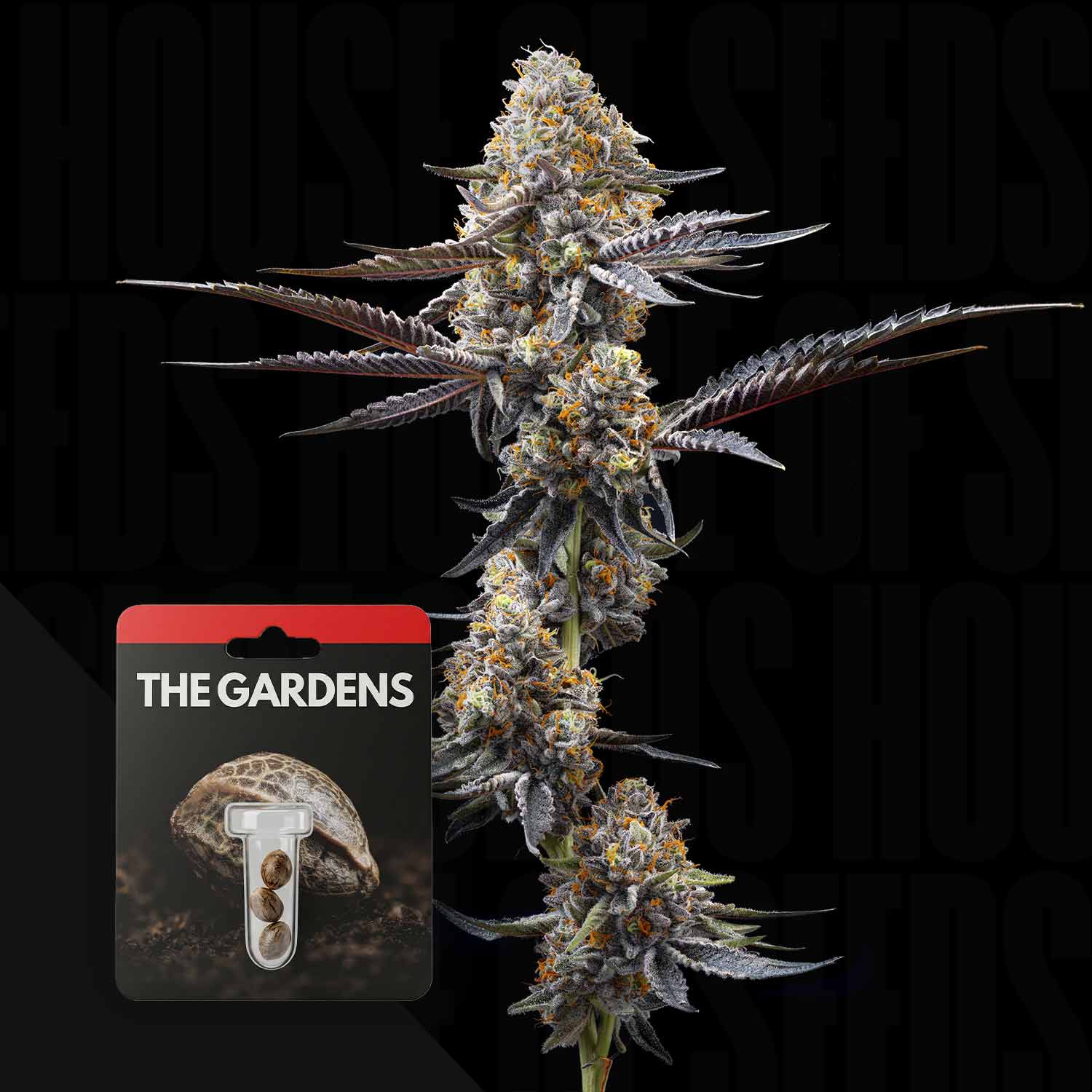 Eine dichtknospige Cannabispflanze neben einem Zoap x Lazer Gun Samenpaket von Preferred Gardens.