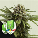 Apple Fritter AUTO
