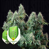 Amnesia Haze Autom.