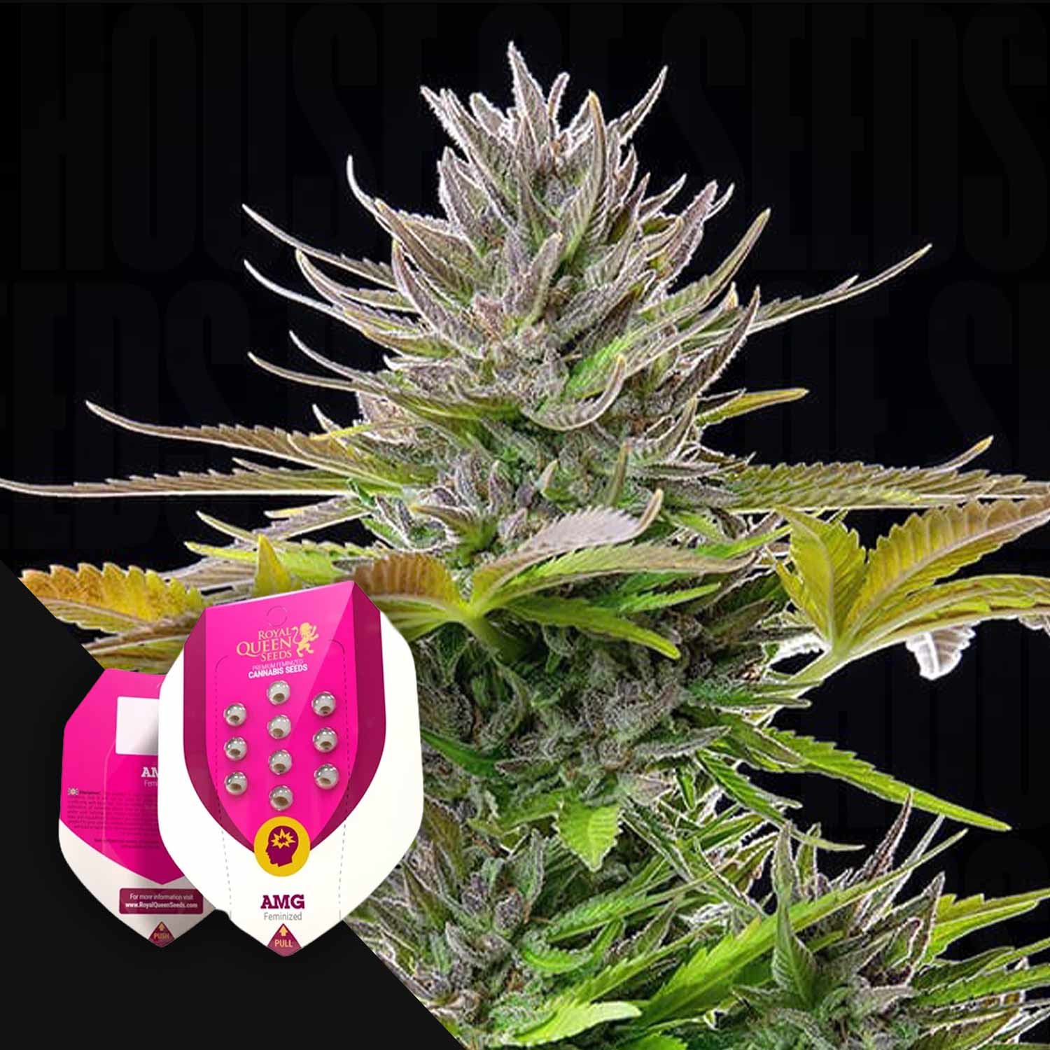 Nahaufnahme einer Cannabispflanze mit Knospen; in der unteren linken Ecke sind die AMG-Samenpackungen von Royal Queen Seeds zu sehen.