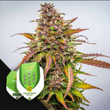Bubble Kush Auto