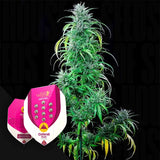 Critical Kush