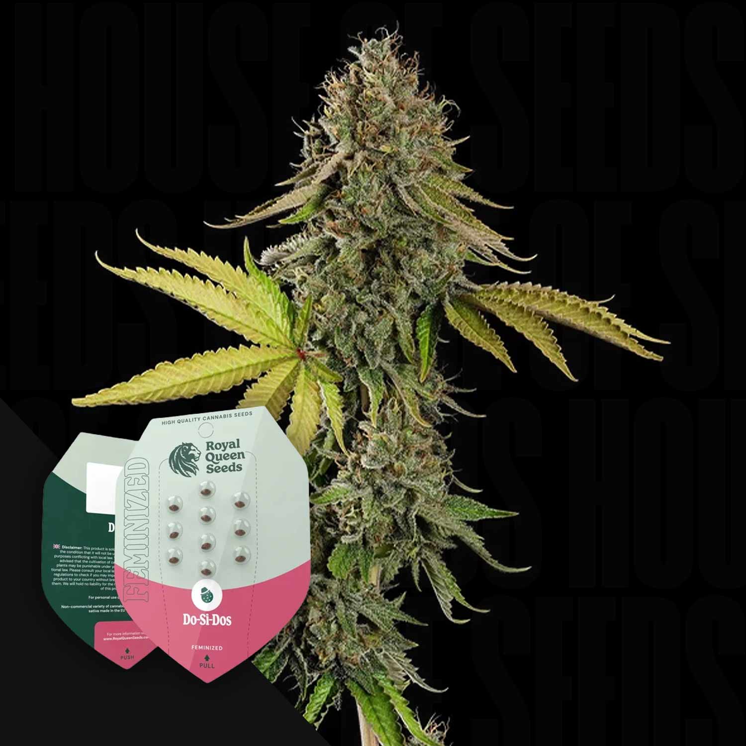 Eine reife Do-si-dos Cannabis-Pflanze mit grün-gelben Blättern und einer Samenverpackung der Marke Royal Queen Seeds.