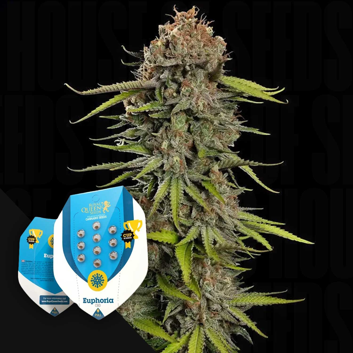 Hohe Cannabis-Pflanze mit grün-orangen Knospen; Euphoria-Samenpakete von Royal Queen Seeds in der Ecke.