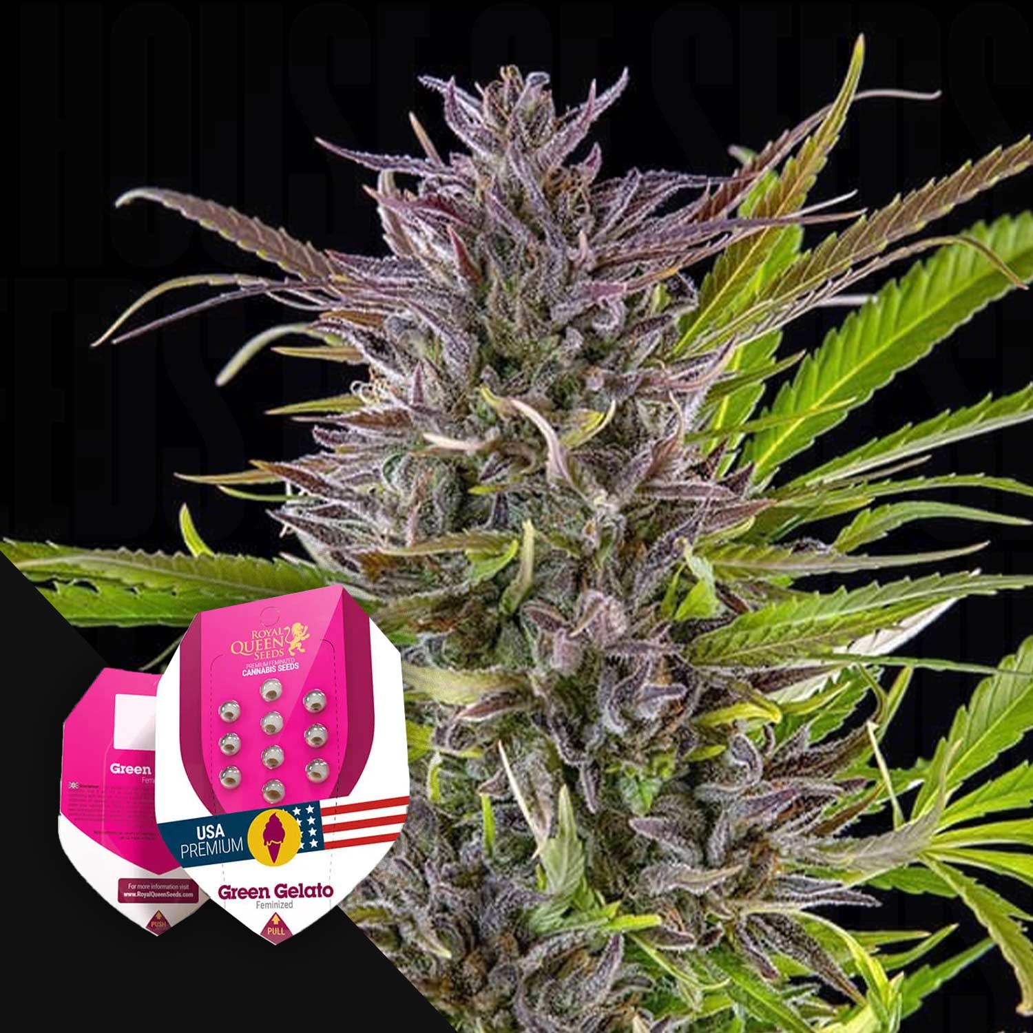 Cannabispflanze mit lila-grünen Knospen, gezackten Blättern und zwei pinken Green Gelato Samenpaketen von Royal Queen Seeds