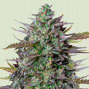 GOAT'lato AUTO von Royal Queen Seeds mit grünen Knospen, lila Blättern und weißen Trichomen vor hellem Hintergrund