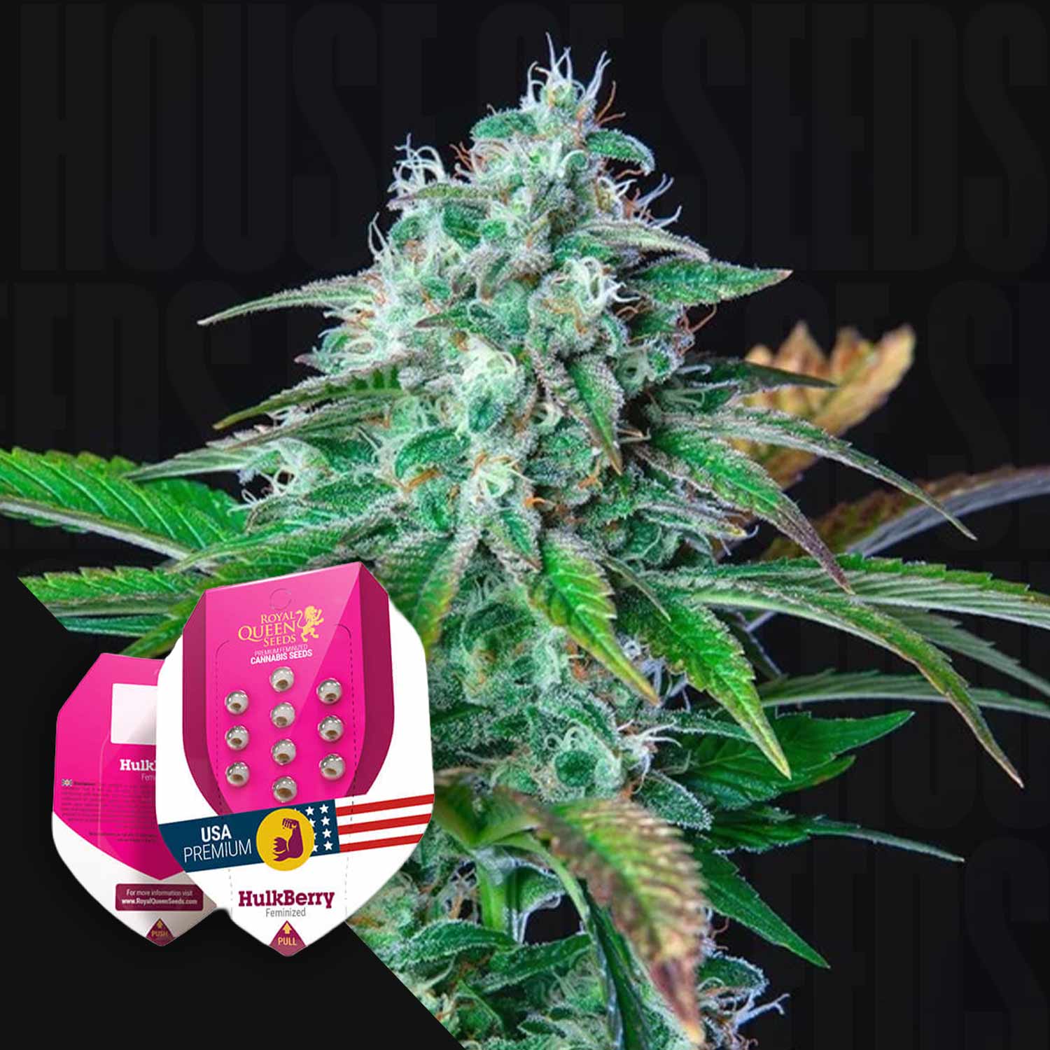 Nahaufnahme einer Cannabispflanze mit HulkBerry-Samenpaketen von Royal Queen Seeds im Vordergrund.