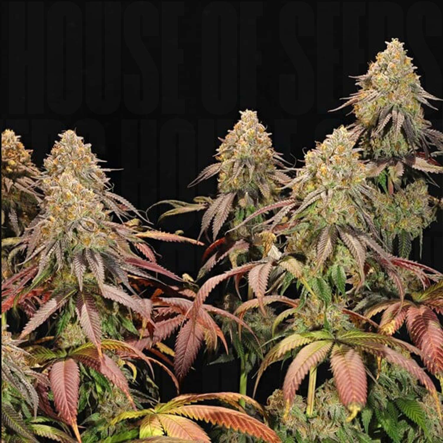 Legendary OG Punch Pflanze von Royal Queen Seeds mit bunten Blättern und trichomreichen Knospen vor dunklem Hintergrund