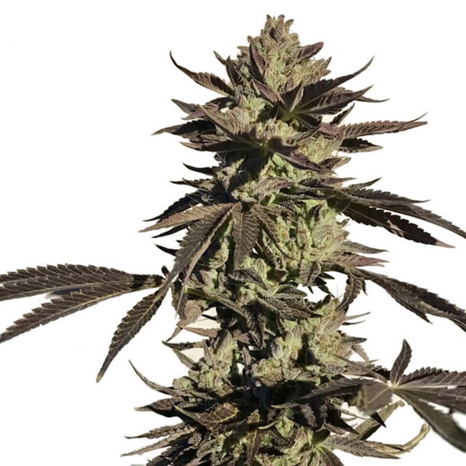 Nahaufnahme einer Legendary OG Punch Pflanze von Royal Queen Seeds mit dichten Knospen und lila Blättern vor weißem Hintergrund