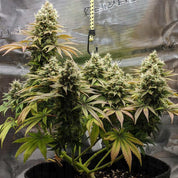 Lemon Shining Silver Haze von Royal Queen Seeds mit weißen Buds und grün-gelben Blättern im schwarzen Topf im Grow-Zelt