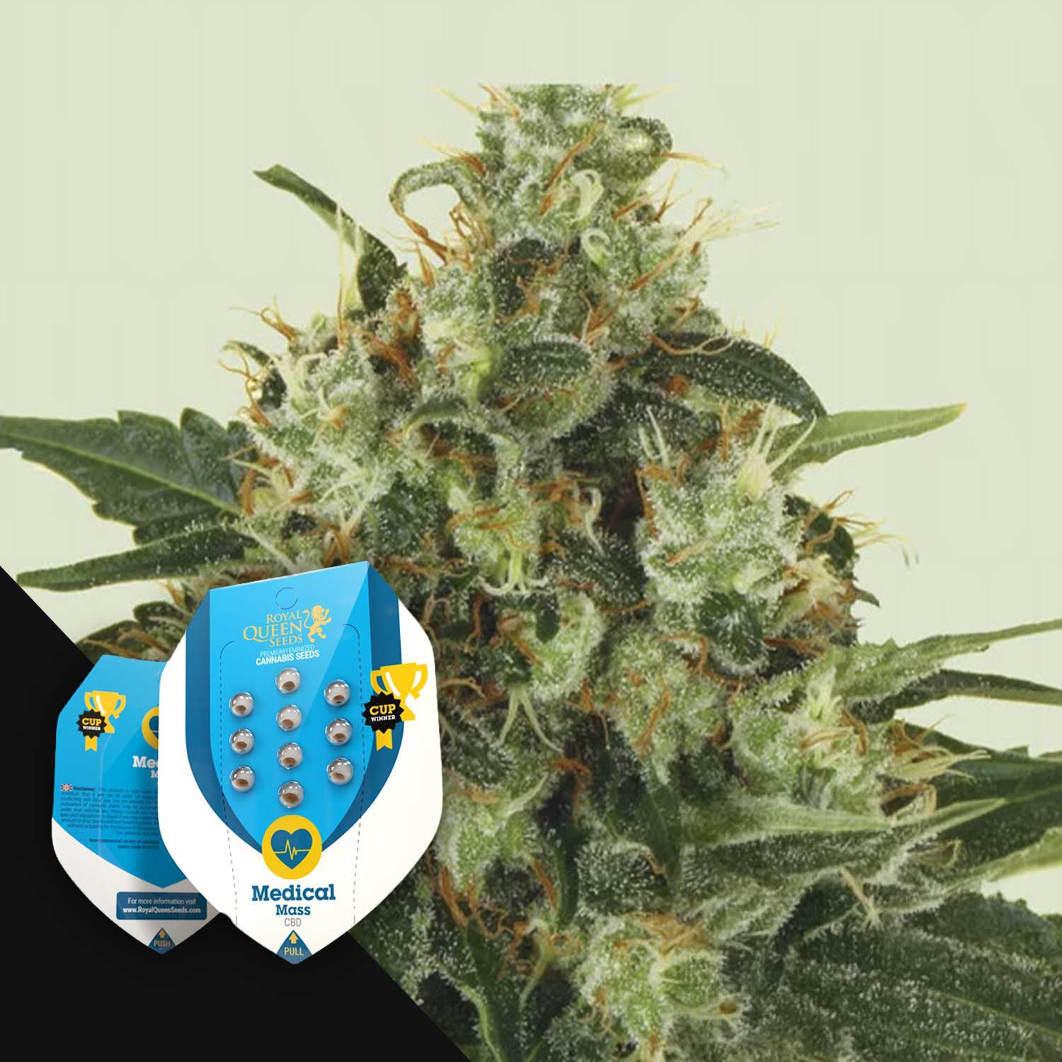 Nahaufnahme einer Cannabispflanze mit verpackten Samen von Royal Queen Seeds Medical Mass im Vordergrund.