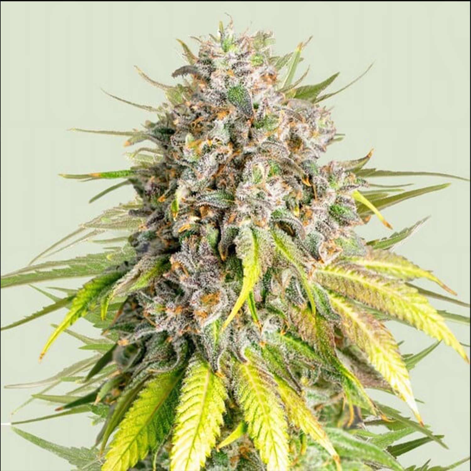 Nahaufnahme einer Punch Pie Pflanze von Royal Queen Seeds mit frostigen Knospen und spitzen Blättern vor hellem Hintergrund