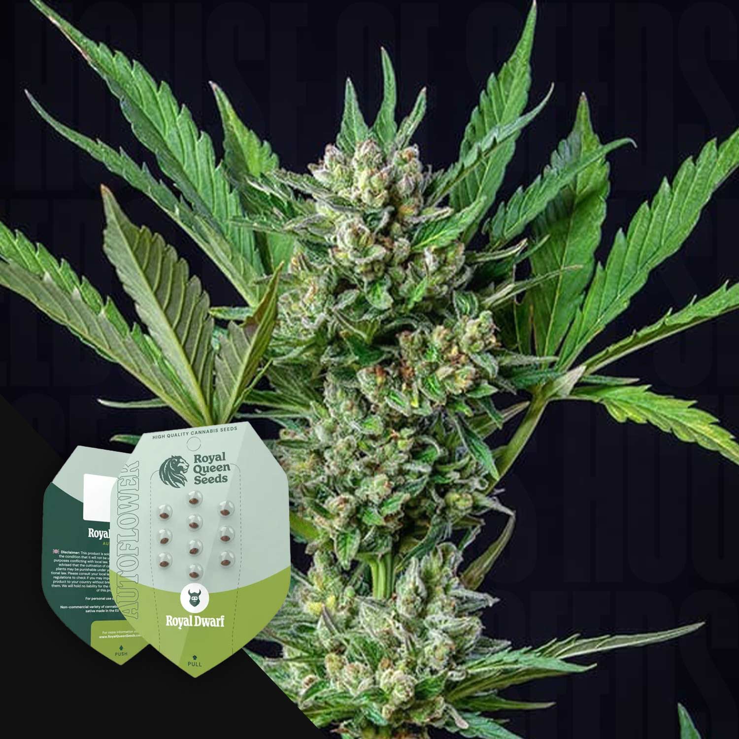 Eine reife Cannabis-Pflanze mit dichten Knospen neben dem Royal Queen Seeds' Royal Dwarf Samenpaket.