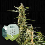 Royal Kush Automatic