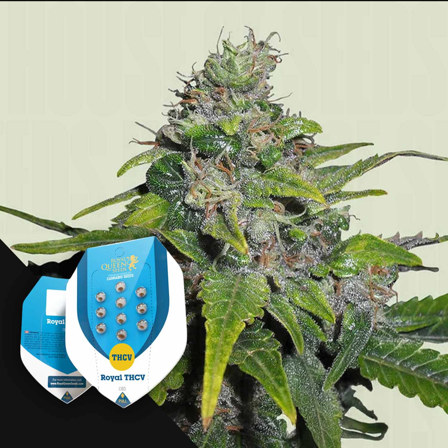 RQS-RTHV-0