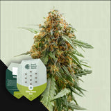 Sticky Queen Auto
