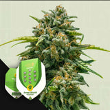 Sweet Skunk Auto