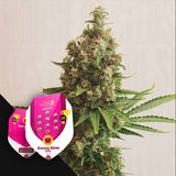 Shining Silver Haze