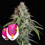 White Widow