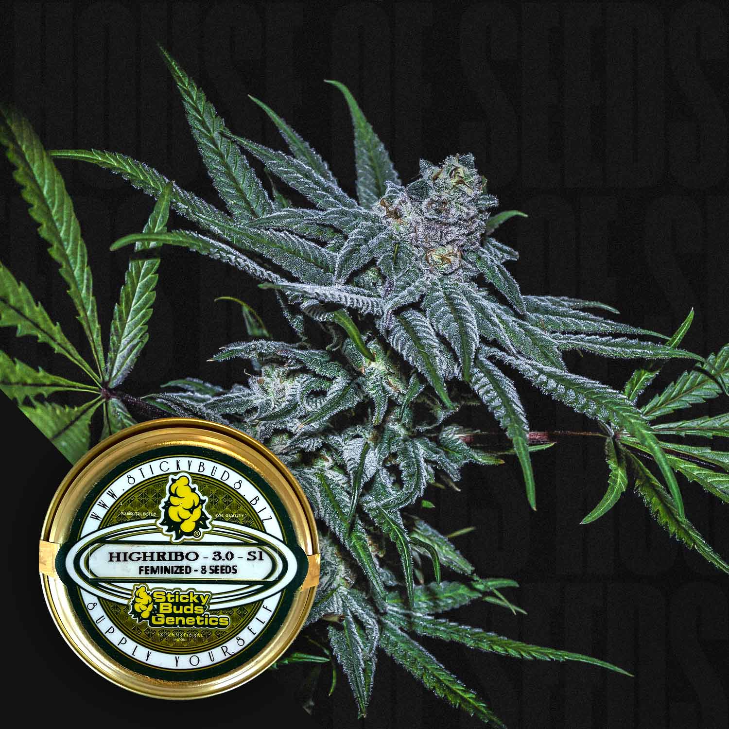 Nahaufnahme von Cannabis mit dunklen Blättern und Knospen sowie einem runden Sticky Buds Highribo 3.0 Samenetikett im Vordergrund.