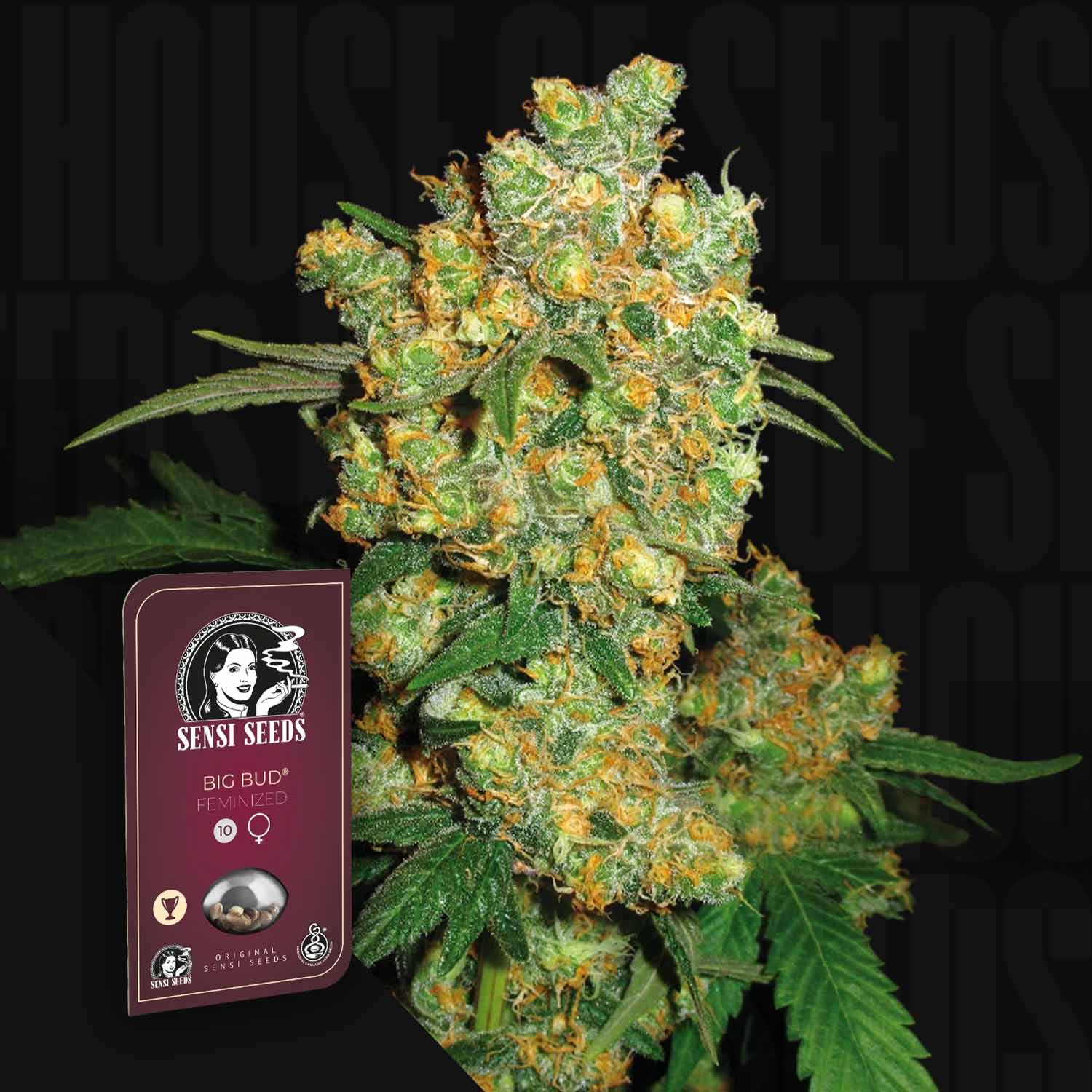 Eine Nahaufnahme einer blühenden Cannabispflanze mit einem Sensi Seeds Big Bud Samenpaket in der Ecke.