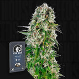 Big Bud Auto