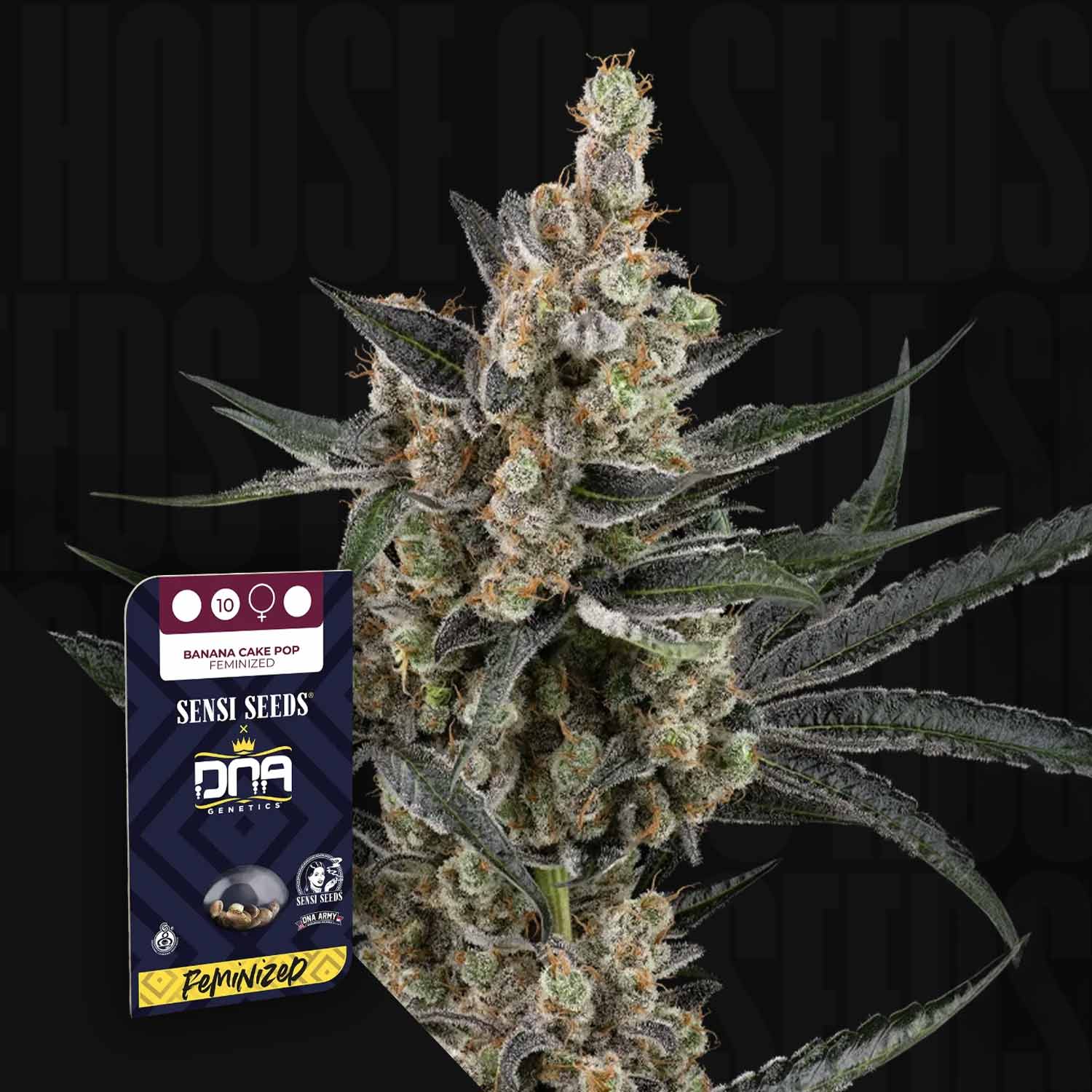 Cannabis-Pflanze in Nahaufnahme mit einem feminisierten Samenpaket von Sensi Seeds Banana Cake Pop in der Nähe.