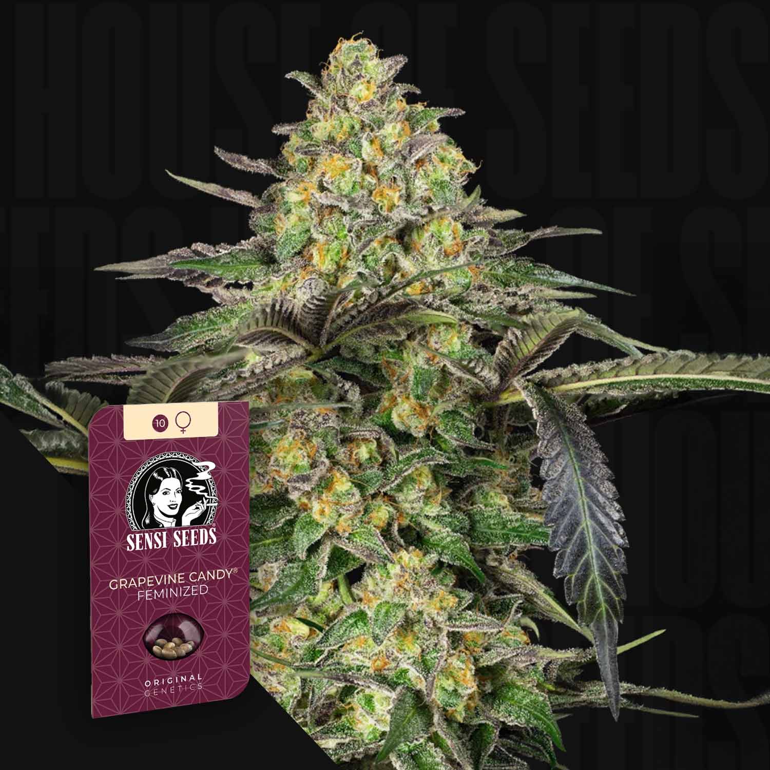 Nahaufnahme einer Cannabispflanze mit frostigen Knospen, vorne Sensi Seeds Grapevine Candy Packung vor dunklem Hintergrund