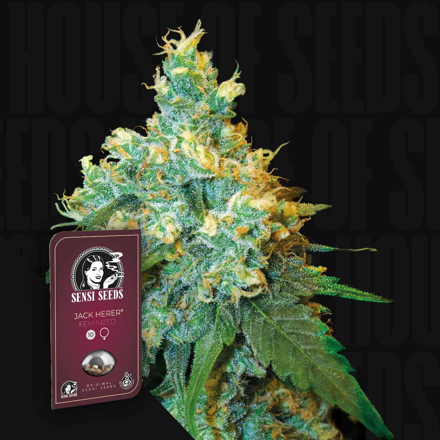 Nahaufnahme einer frostigen Cannabis-Knospe mit einem Sensi Seeds Jack Herer Samenpaket auf der linken Seite.