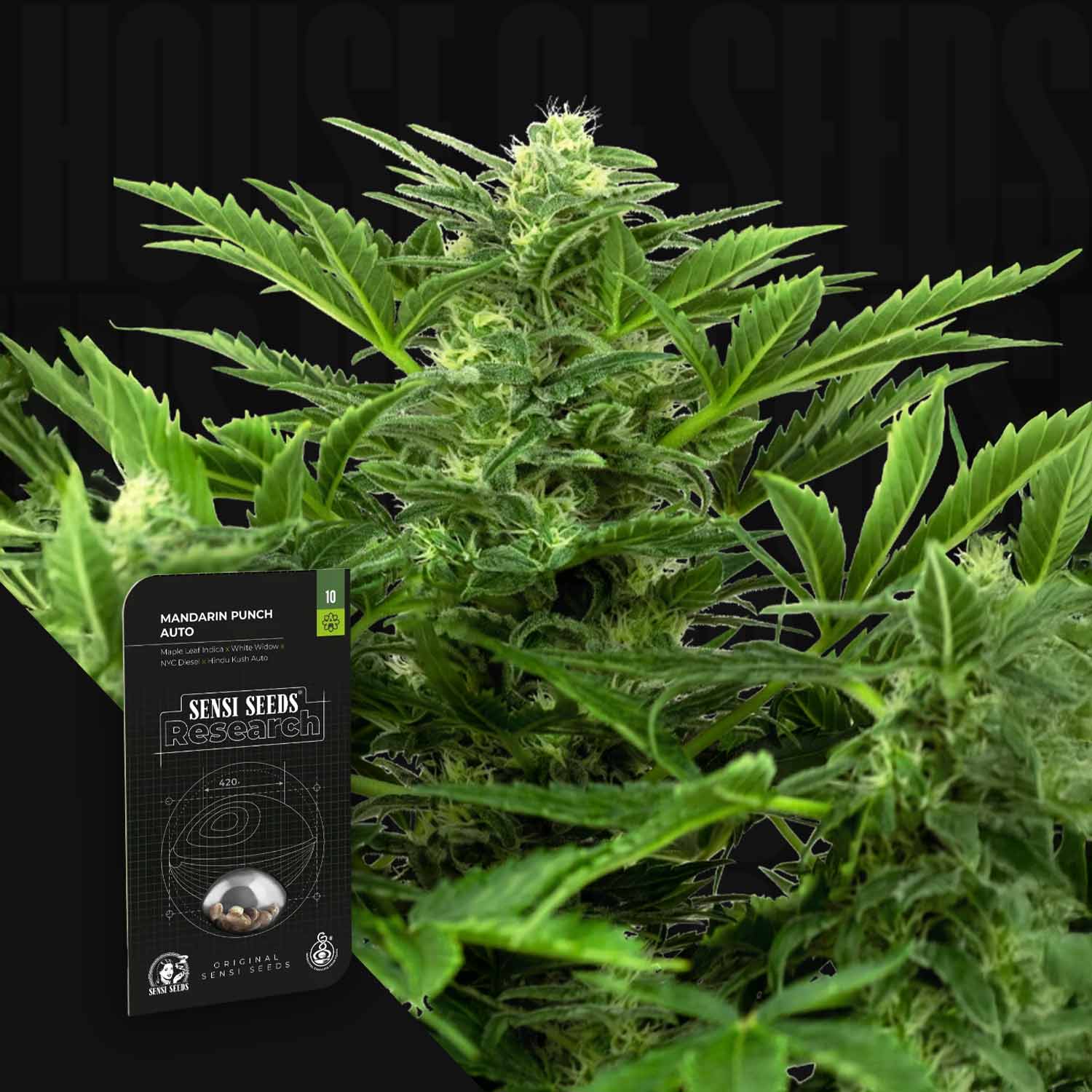 Nahaufnahme einer Cannabis-Pflanze mit einem Sensi Seeds Madarine Punch Auto-Samenpäckchen im Vordergrund.