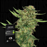 N13 Kush