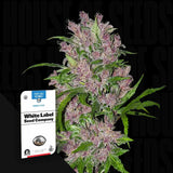 Purple Bud Auto