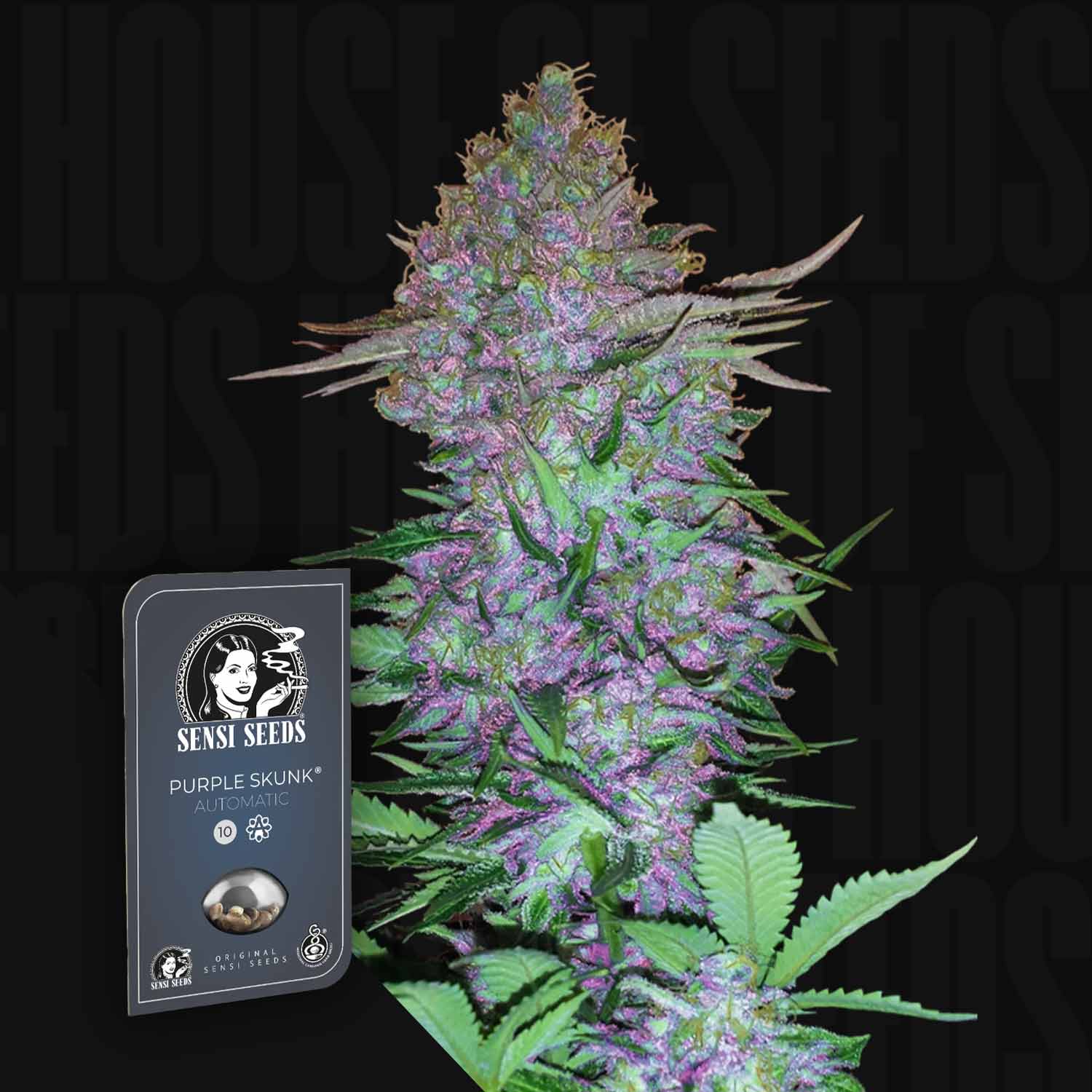 Purple Skunk Auto von Sensi Seeds mit ihrer Verpackung neben der Pflanze auf einem dunklen Hintergrund.