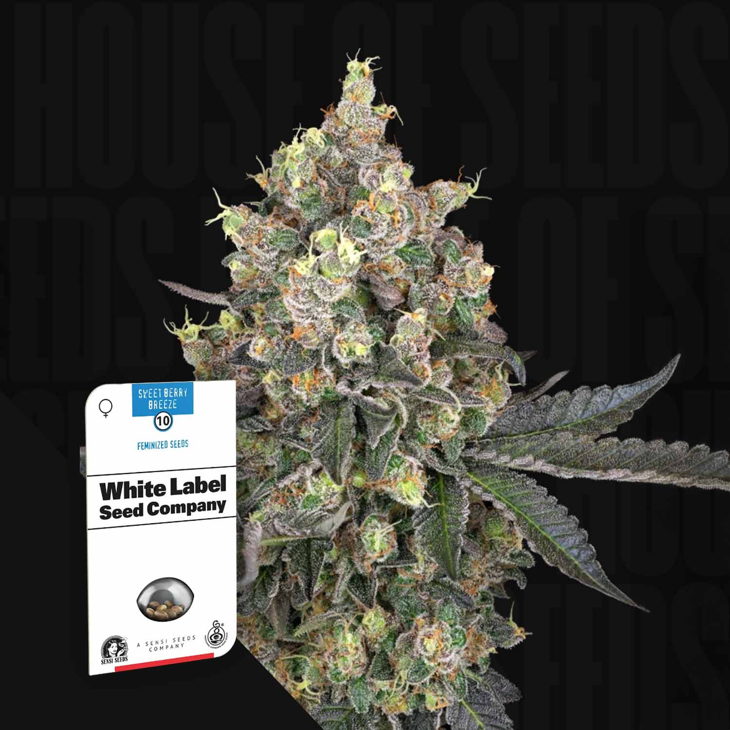 Eine Nahaufnahme einer Cannabispflanze mit einem Sweet Berry Breeze by Sensi Seeds Samenpaket im Vordergrund.