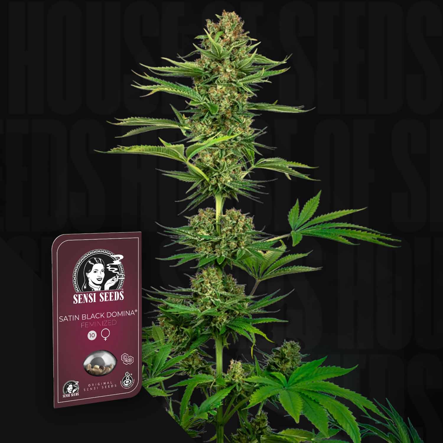 Eine hohe Cannabis-Pflanze mit dichten Knospen neben der Sensi Seeds Satin Black Domina CBD Samenverpackung.