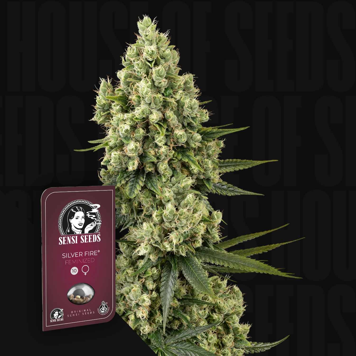 Große Cannabisknospe neben einem Sensi Seeds Silver Fire Samenpaket auf dunklem Hintergrund.