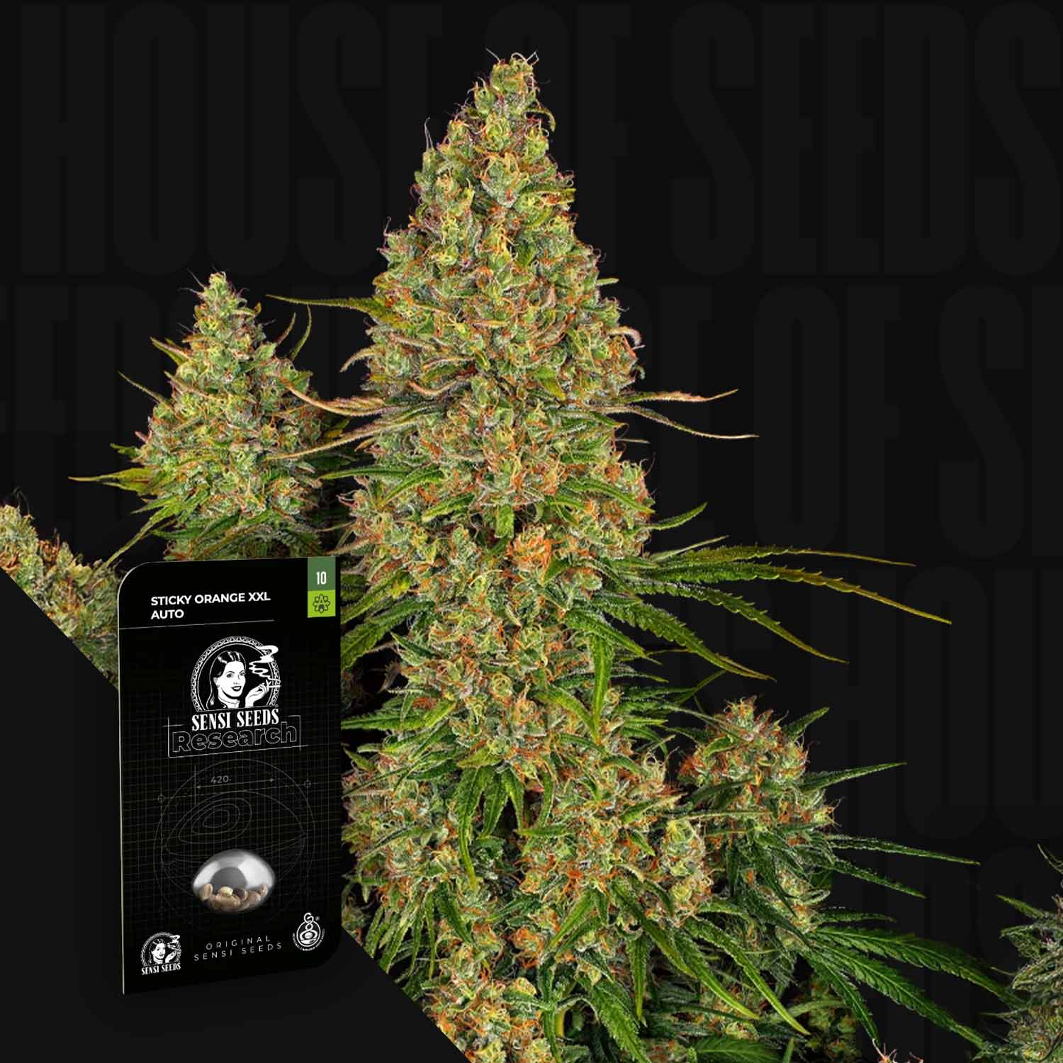 Nahaufnahme der Knospen von Sticky Orange Auto von Sensi Seeds mit Verpackung, dargestellt auf schwarzem Hintergrund.