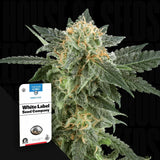 Snow Ryder Auto