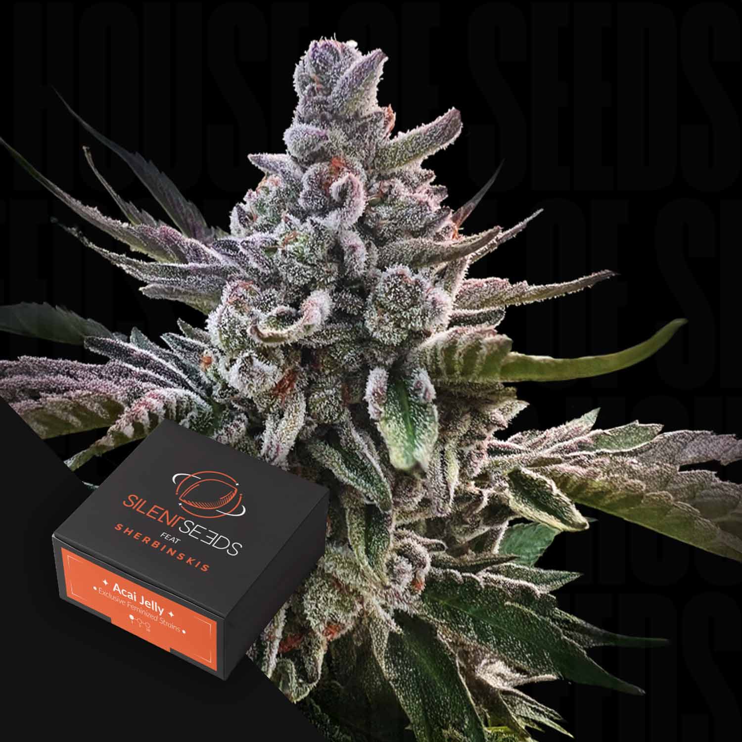 Nahaufnahme einer frostigen Cannabispflanze mit einer Silent Seeds Acai Jelly-Box in der Ecke.
