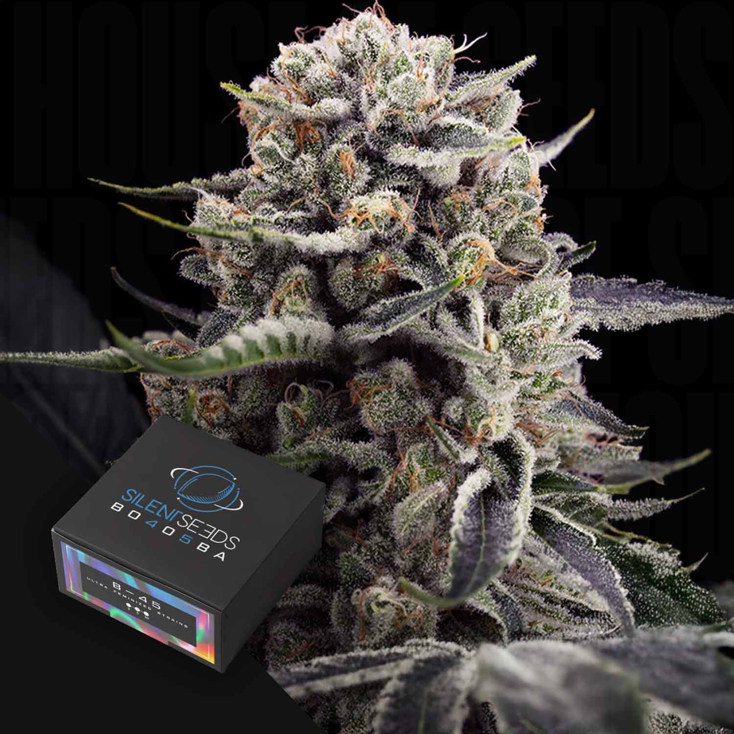 Nahaufnahme einer frostigen B-45 Cannabis-Knospe mit violetten Reflexen neben einer schwarzen Silent Seeds-Box.