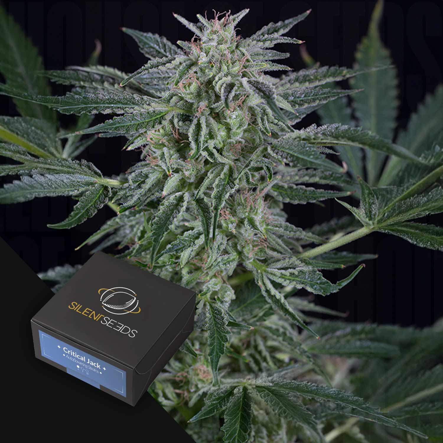 Nahaufnahme einer blühenden Cannabispflanze mit einer Silent Seeds Critical Jack AUTO-Samenschachtel im Vordergrund.