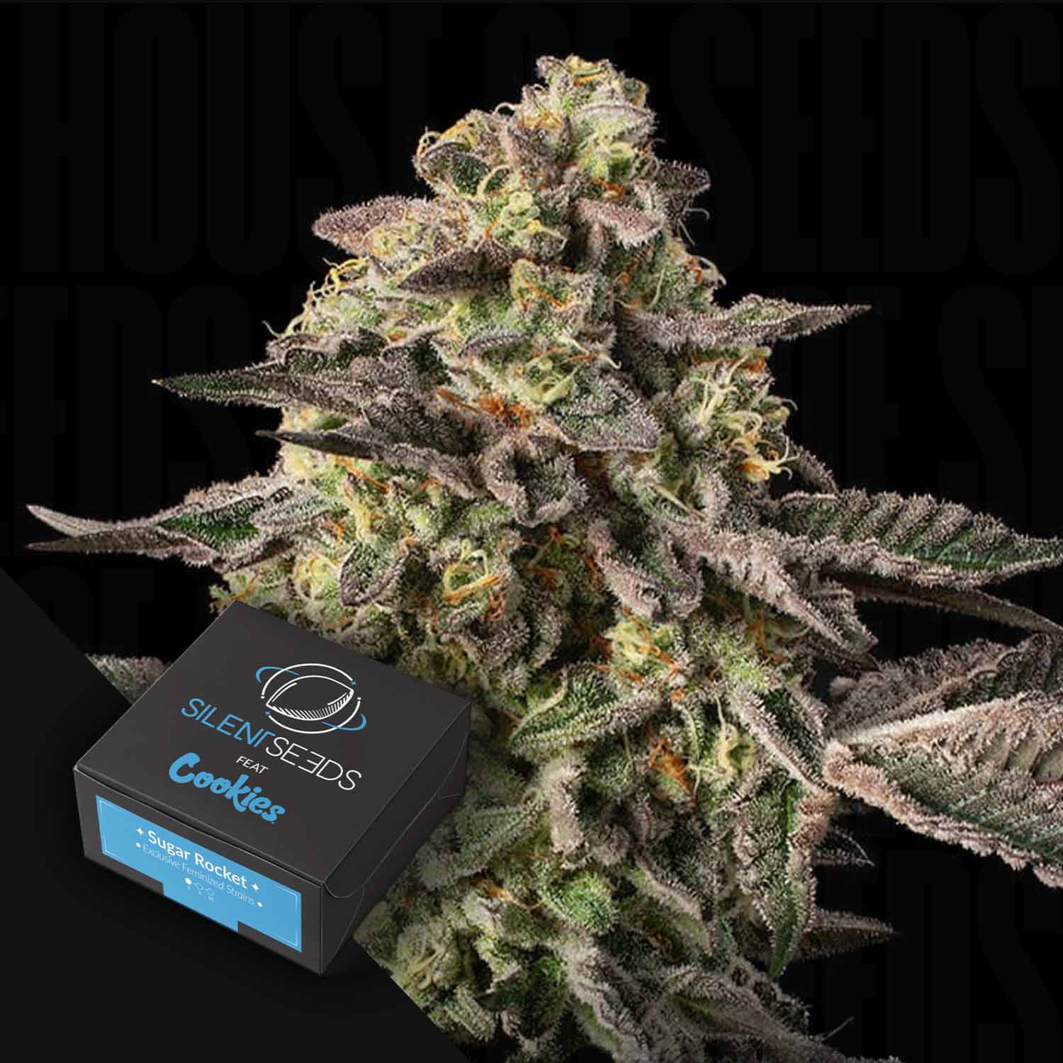 Eine Nahaufnahme einer frostigen Cannabispflanze mit einer Silent Seeds Sugar Rock Box im Vordergrund.