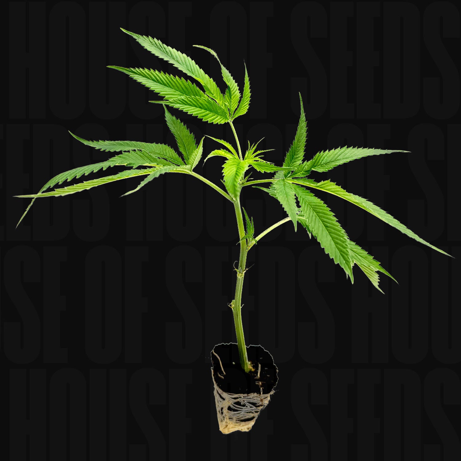 Junger Holy Hemp Mango Kush Steckling mit grünen Blättern im Erdpfropfen vor schwarzem Hintergrund