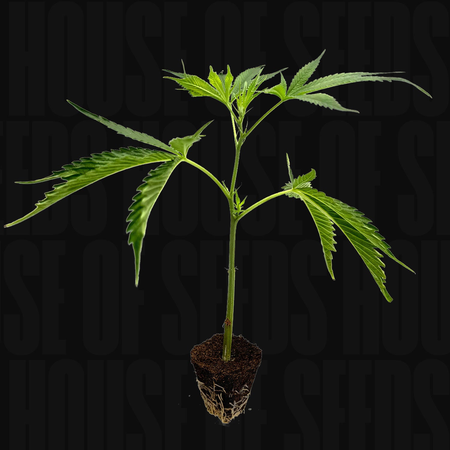 Holy Hemp OG Kush Steckling mit grünen Blättern und sichtbaren Wurzeln im Bodenpfropfen vor schwarzem Hintergrund