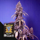 Black Muffin F1 FAST