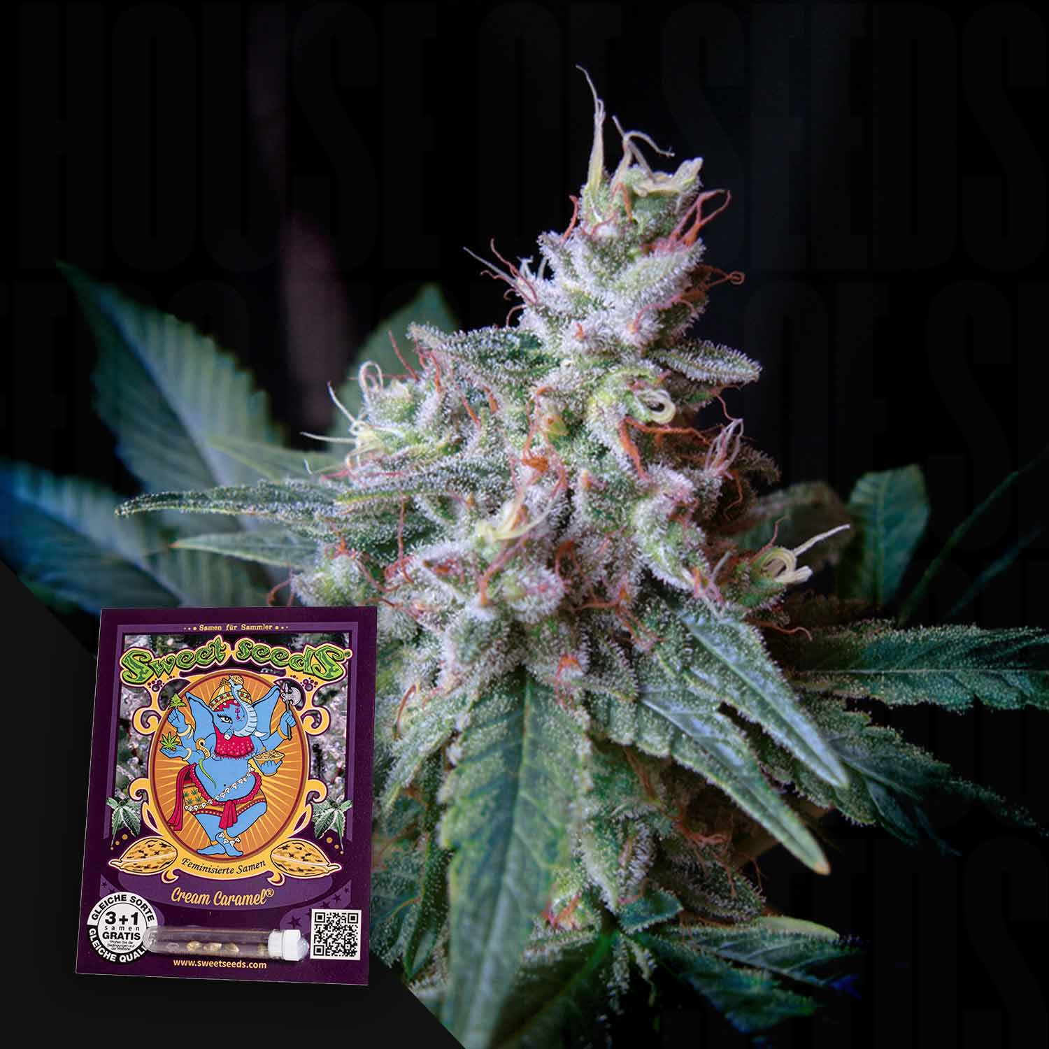 Eine Nahaufnahme einer frostigen Cannabispflanze mit einem Sweet Seeds Cream Caramel-Samenpaket davor.
